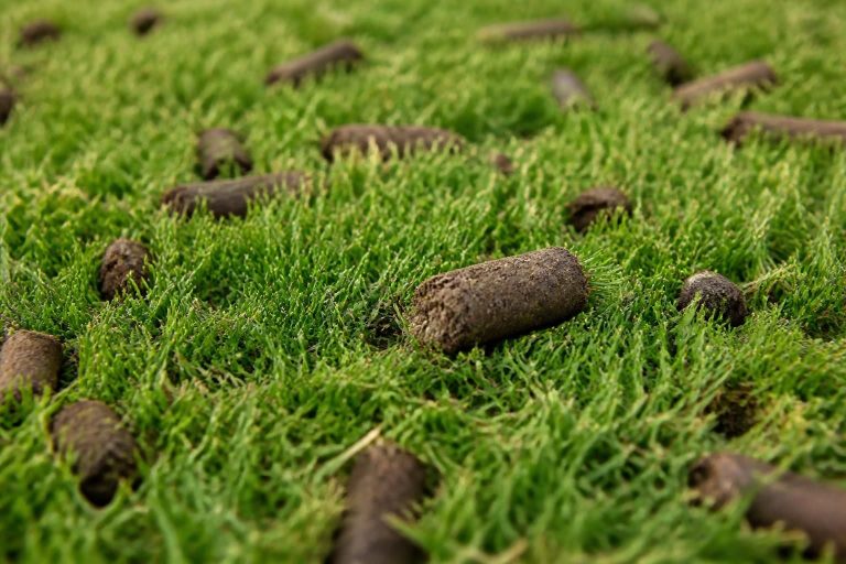 Core Aeration
