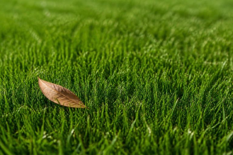Lawn Fertilization