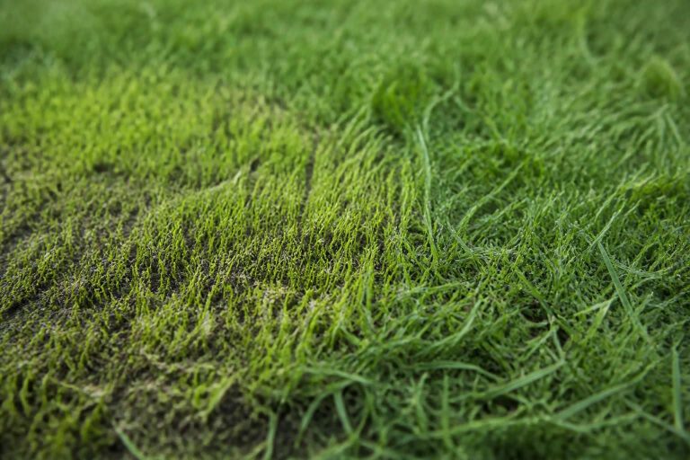 Overseeding