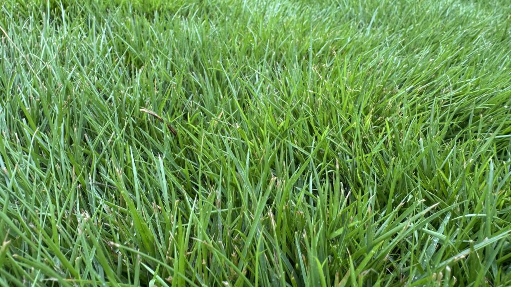 georgetown-tx-lawn-care